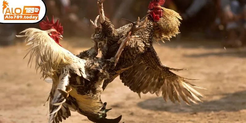 Các loại kèo cược trong đá gà Thomo tại Alo789