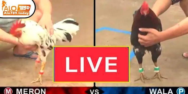 Đá gà trực tiếp C1 là gì?