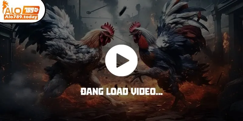 Đá Gà Trực Tiếp C1 - Sảnh Cược Chất Lừ Với Trải Nghiệm Đỉnh