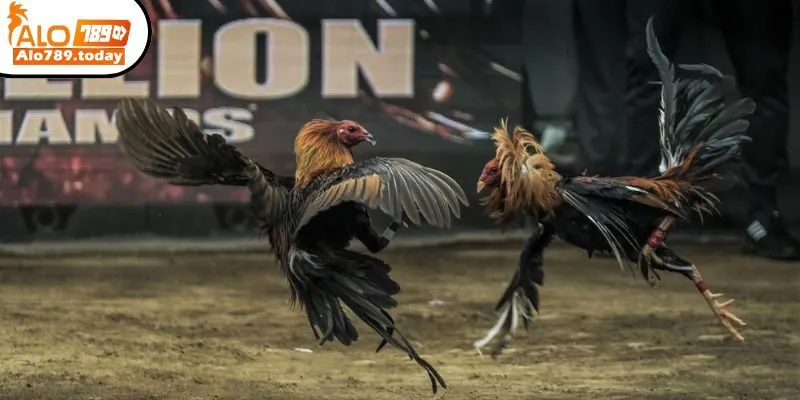 Phương pháp soi kèo đá gà trực tiếp C1 bất bại